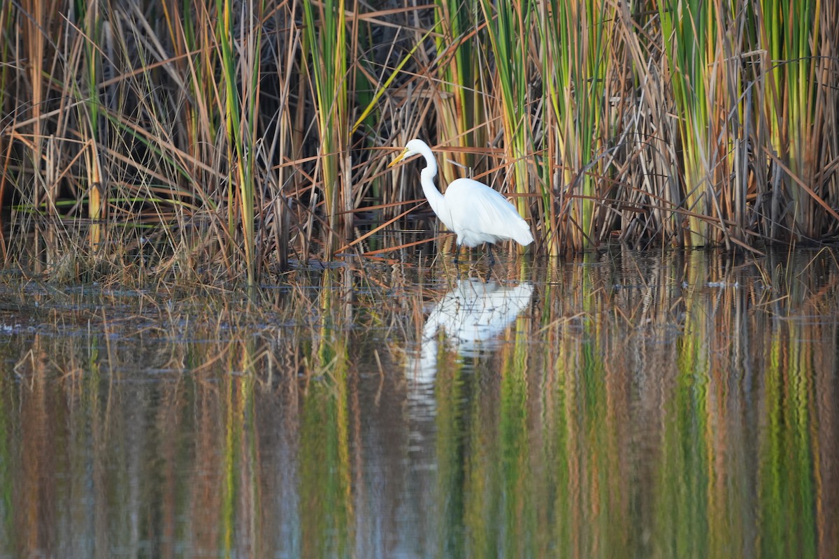 Great Egret - ML647128876