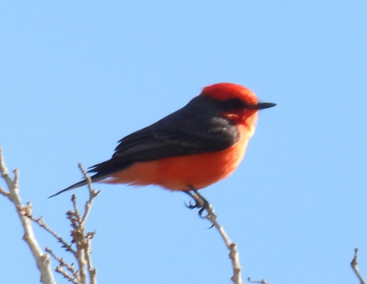 Vermilion Flycatcher - ML647128878