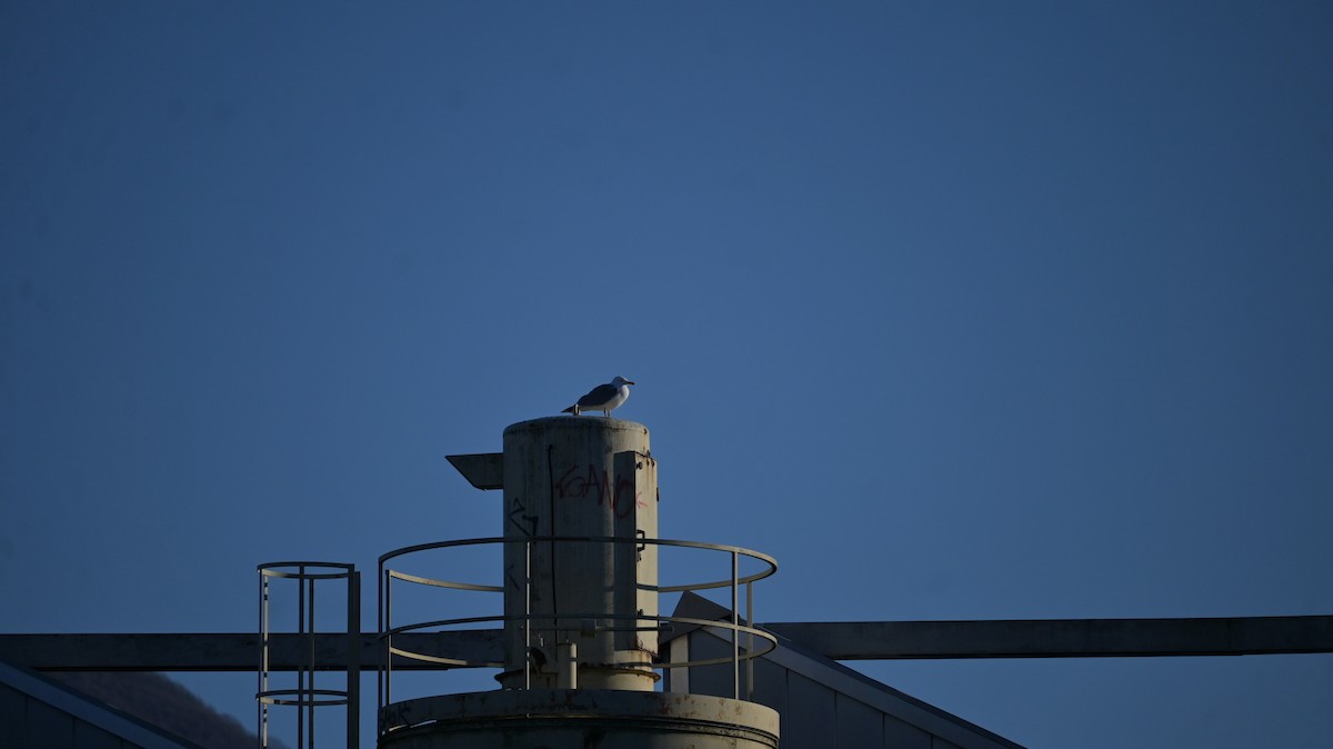 Yellow-legged Gull (michahellis) - ML647128879