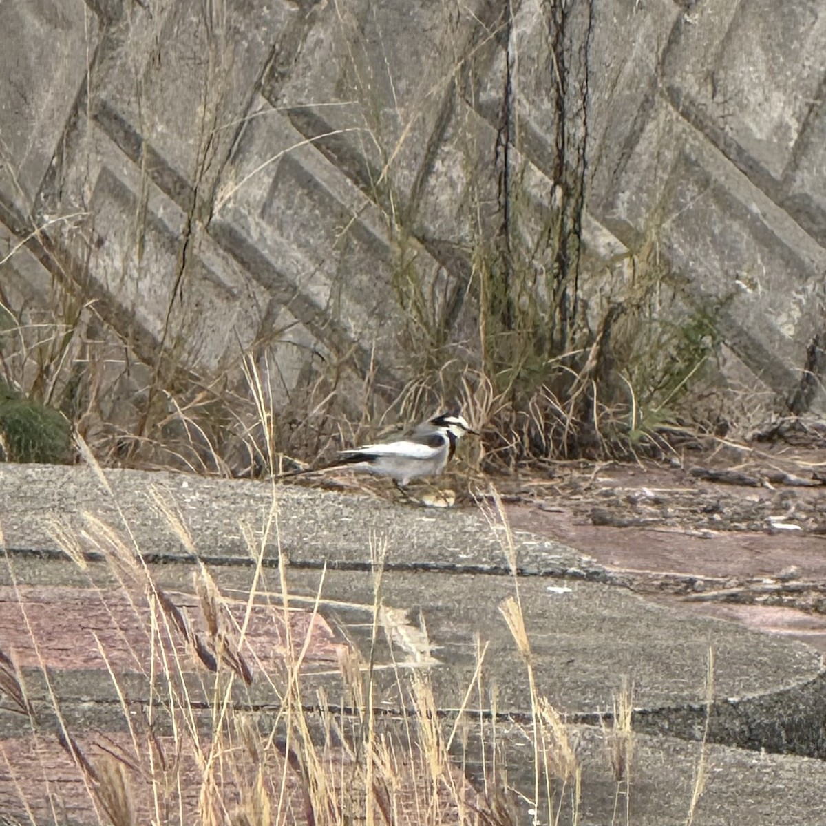 White Wagtail - ML647128882