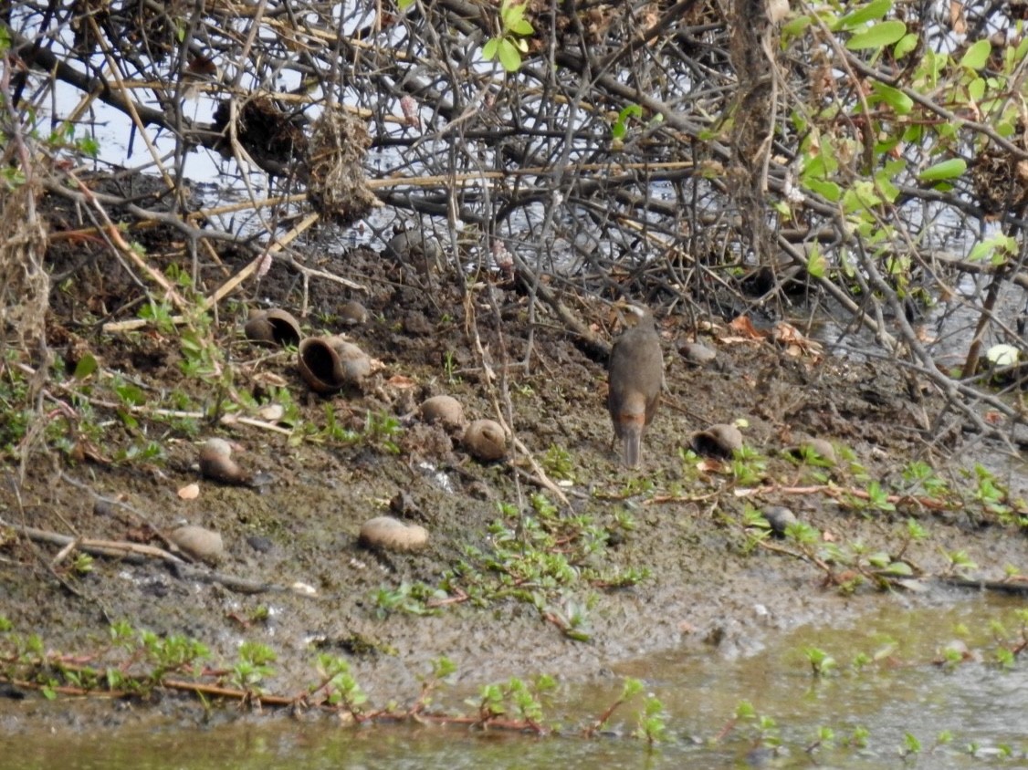Bluethroat - ML647128883