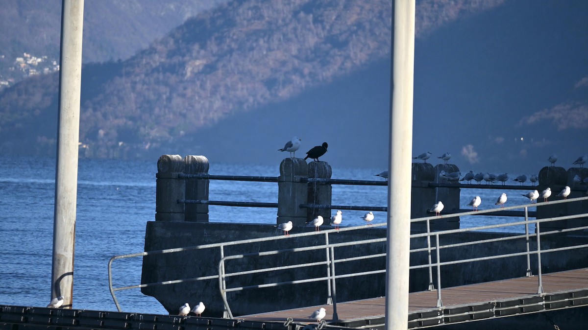 Great Cormorant - ML647128884