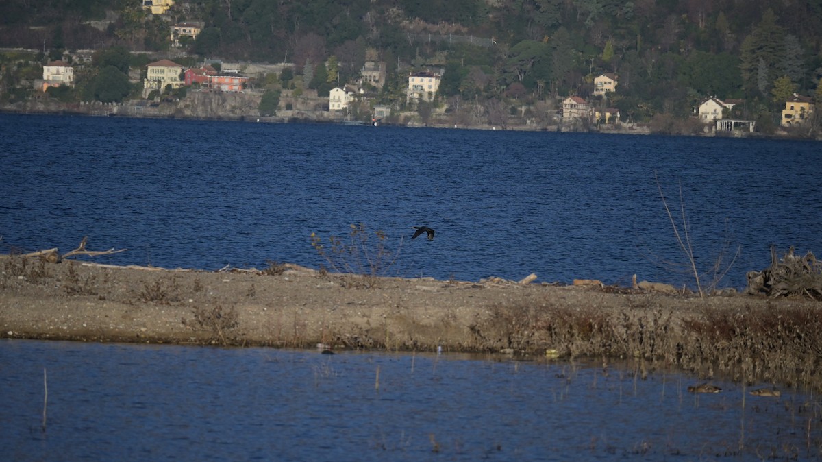 Great Cormorant - ML647128885