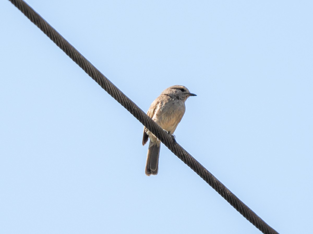 African Gray Flycatcher (Ethiopian) - ML647128886