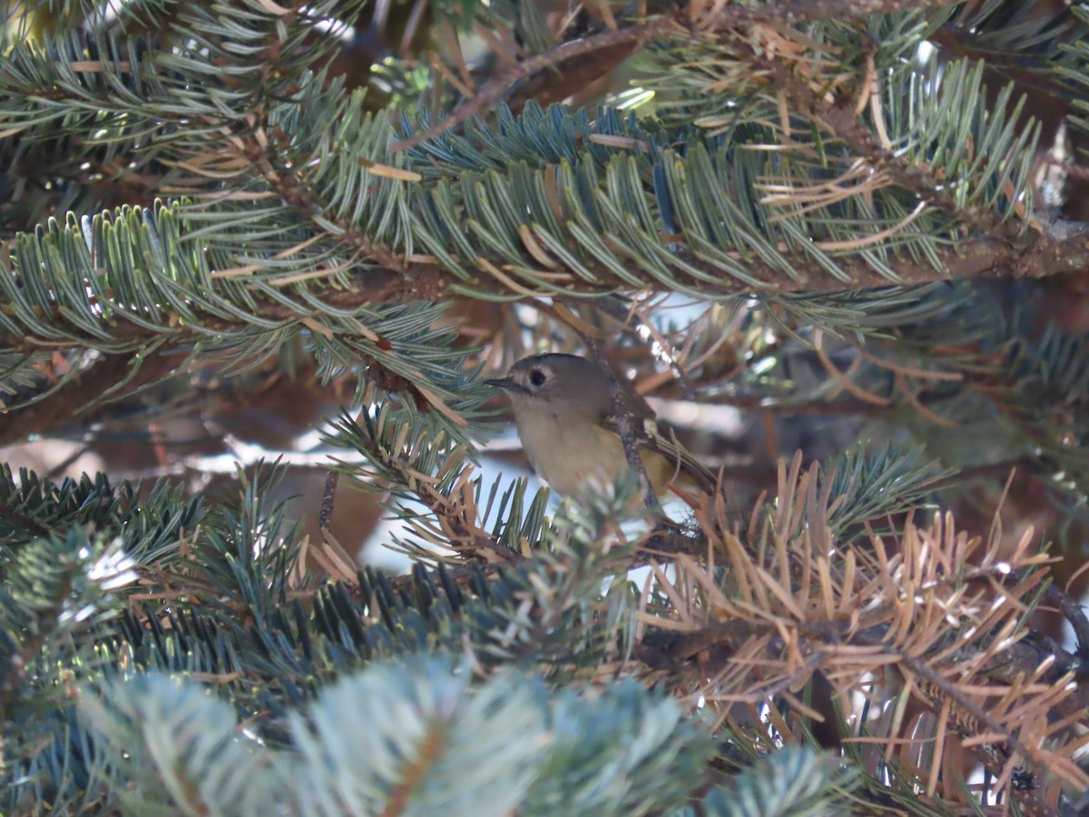 Goldcrest - ML647128887