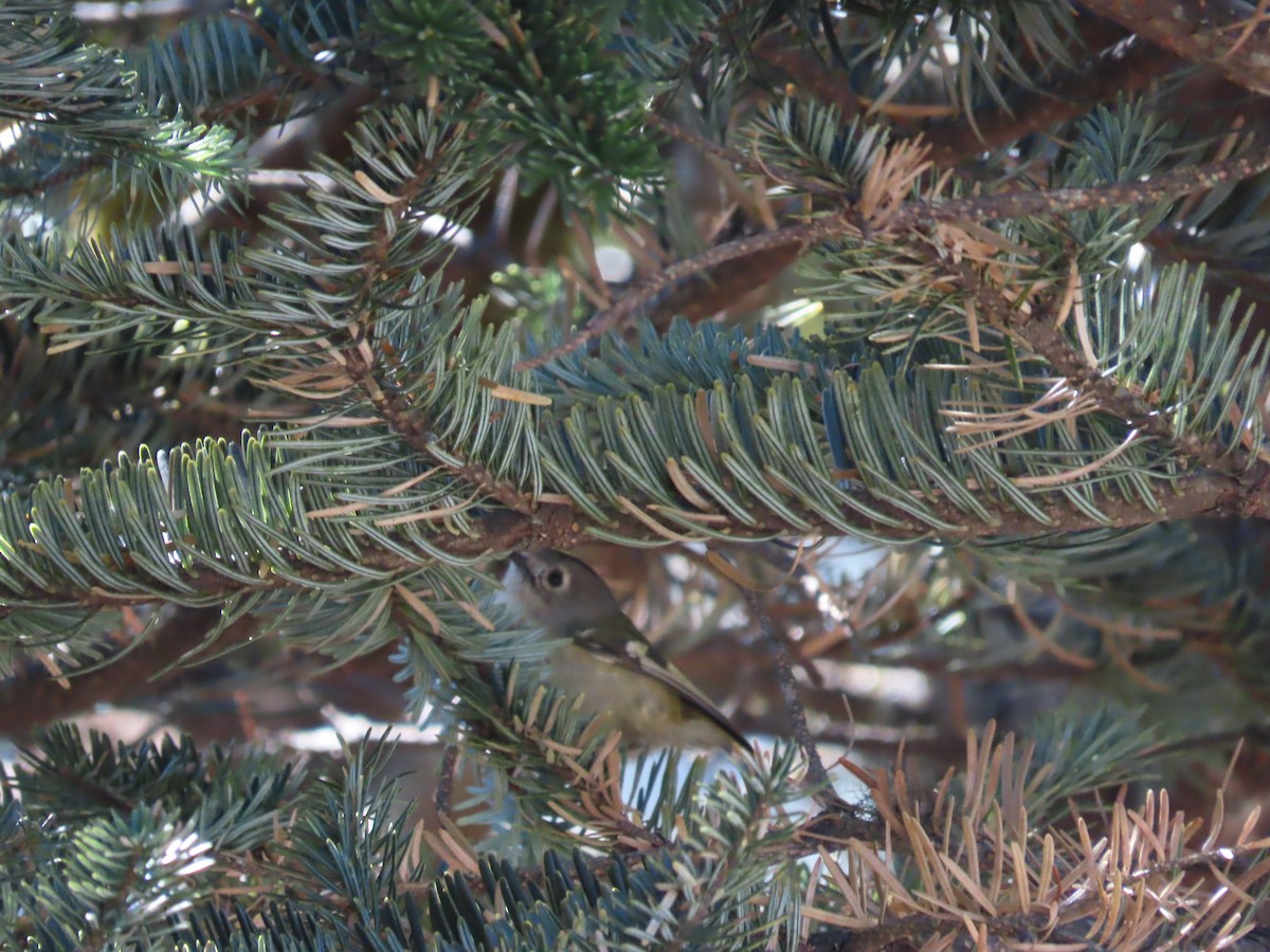 Goldcrest - ML647128888