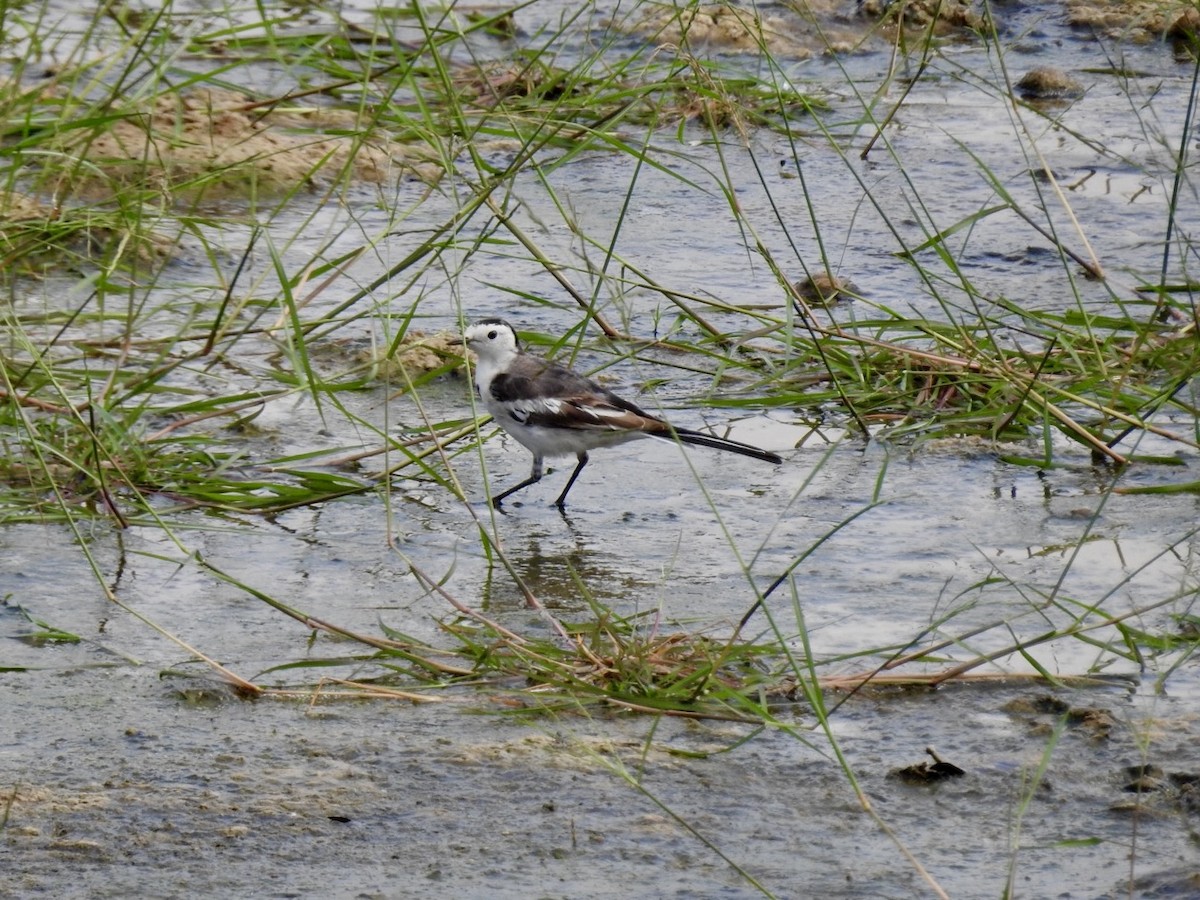 White Wagtail - ML647128891