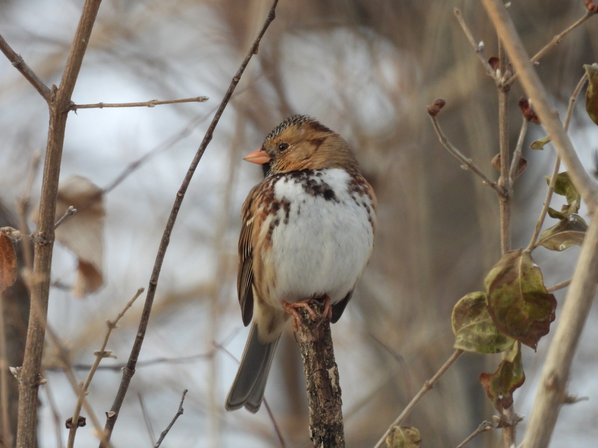 Harris's Sparrow - ML647128893