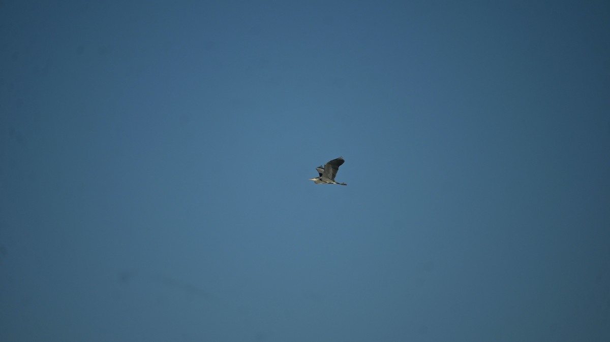 Gray Heron - ML647128894