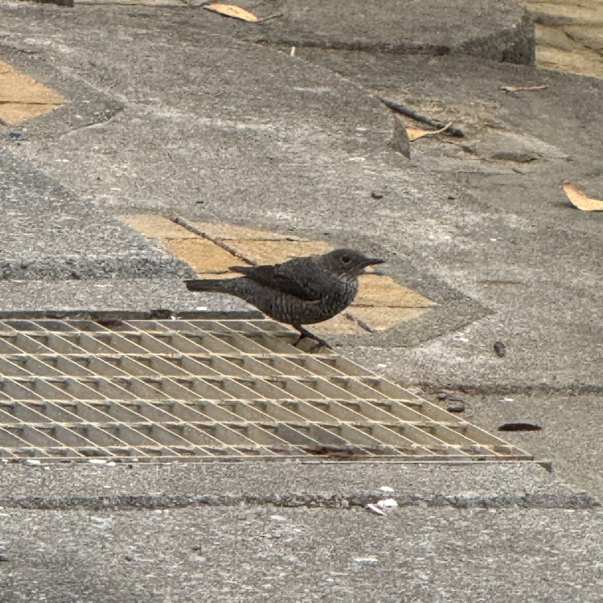 Blue Rock-Thrush - ML647128897