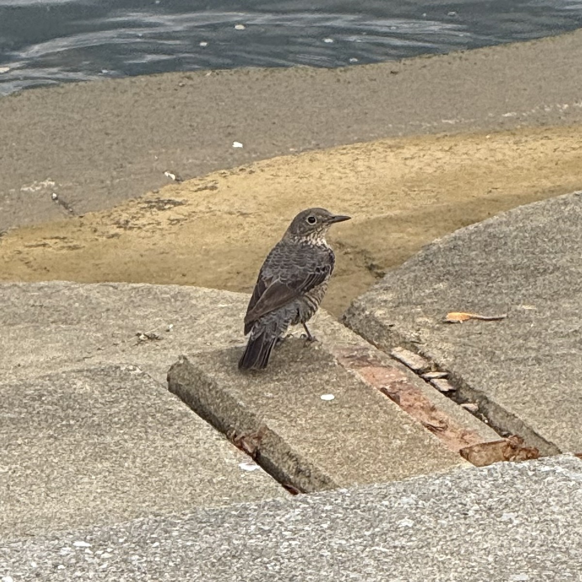 Blue Rock-Thrush - ML647128898