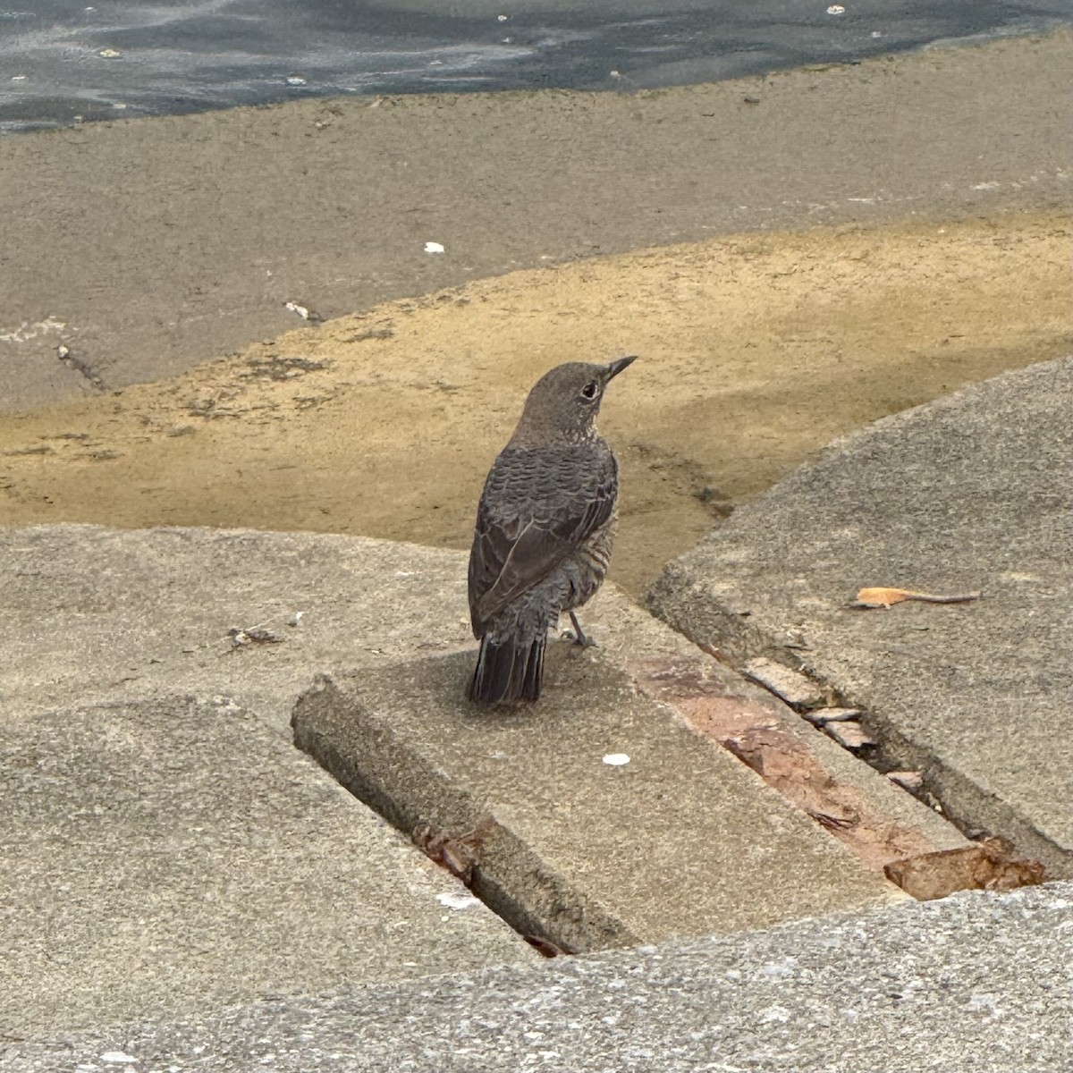 Blue Rock-Thrush - ML647128899