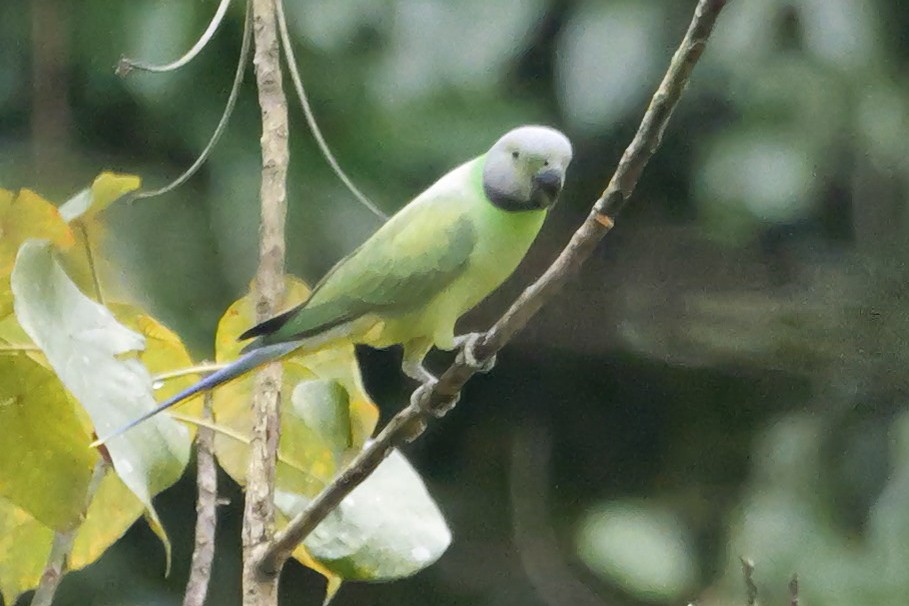 Alexandrine Parakeet - ML647128900