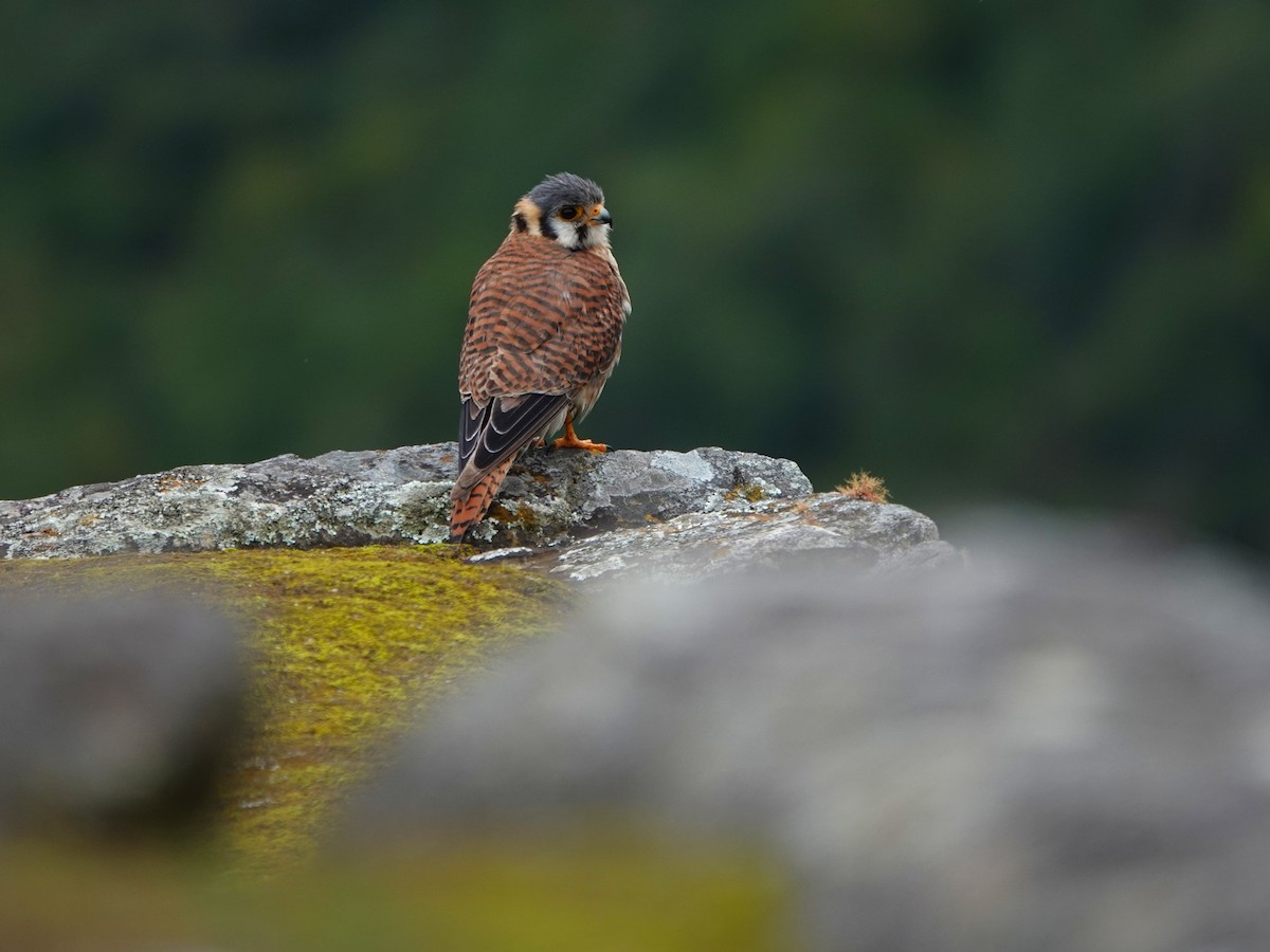 American Kestrel - ML647128901