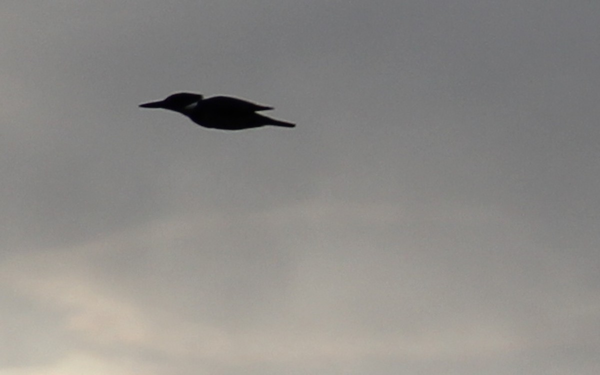 Belted Kingfisher - ML647128903