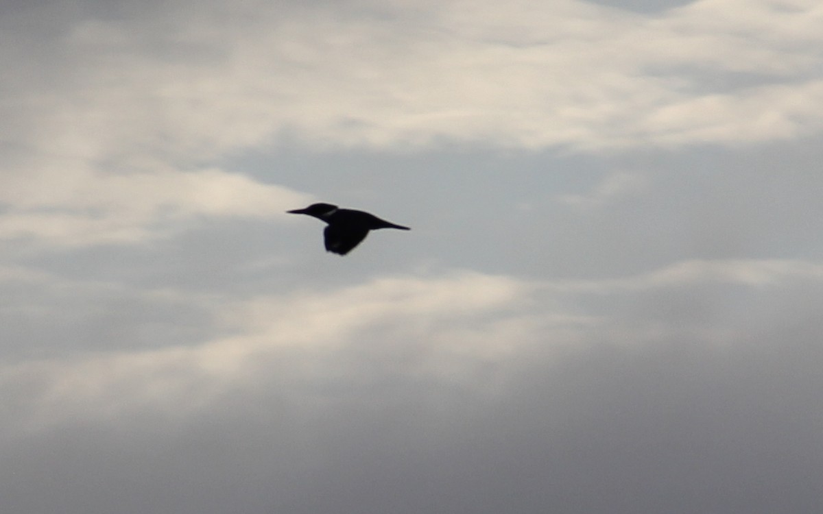 Belted Kingfisher - ML647128905