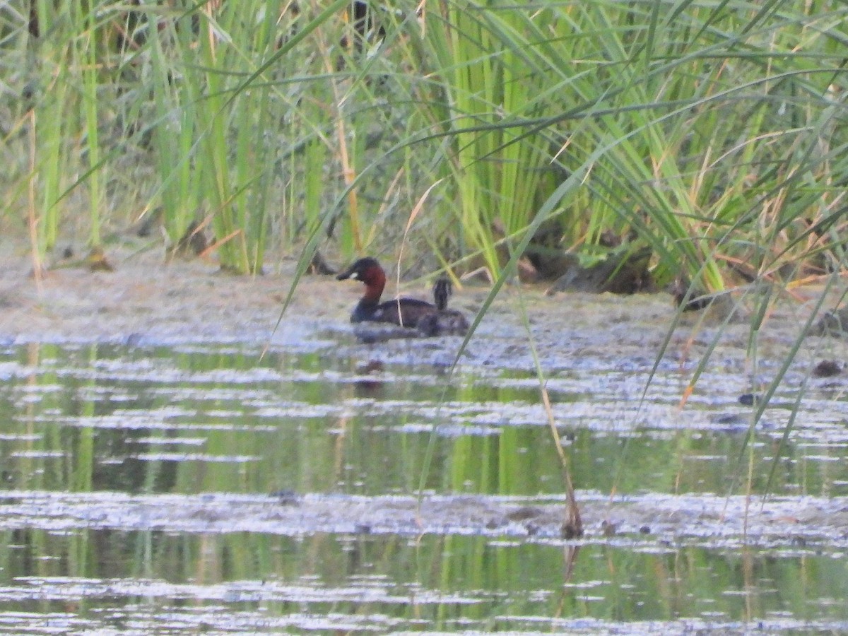 Little Grebe - ML647128907