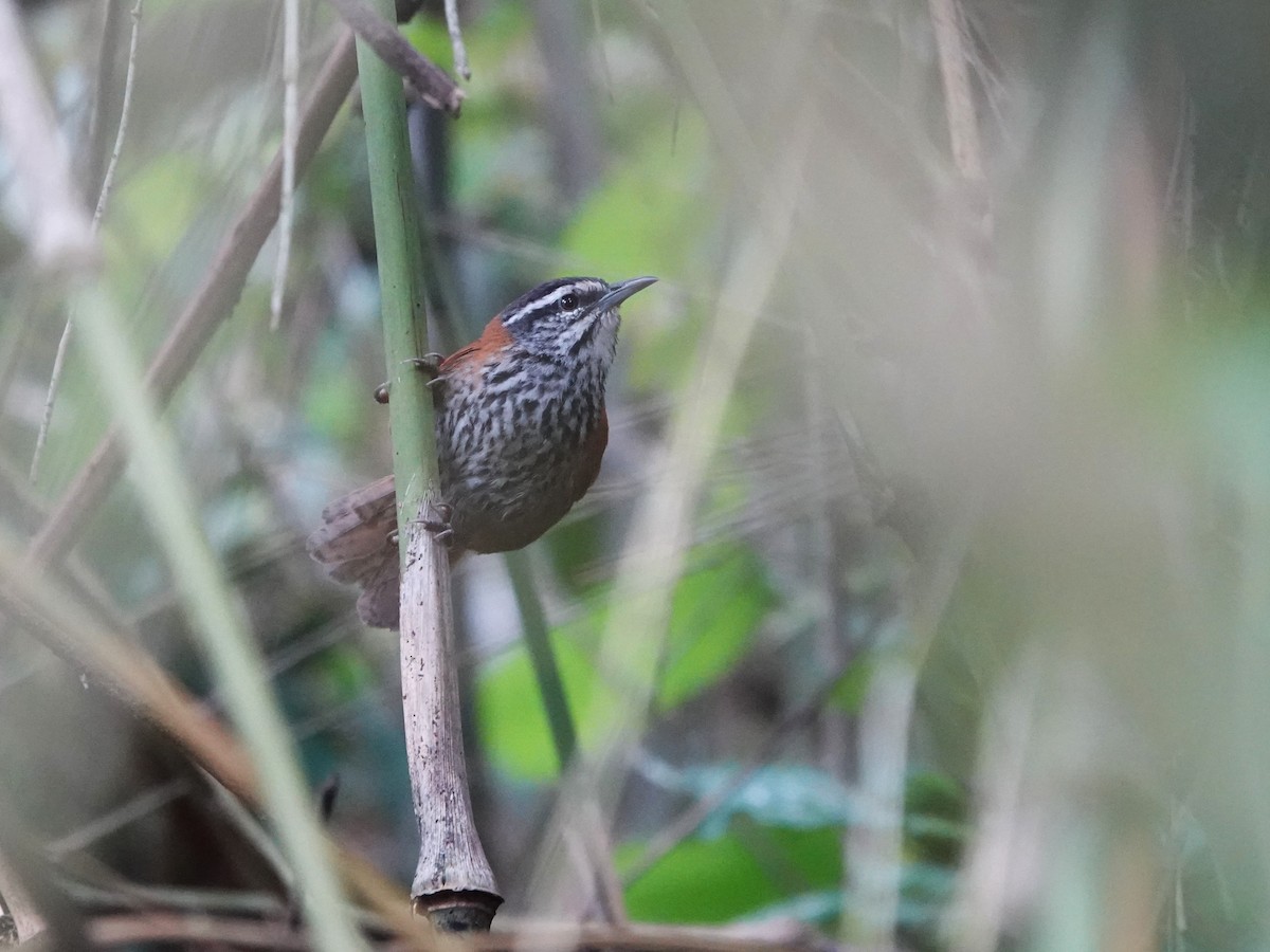 Inca Wren - ML647128909