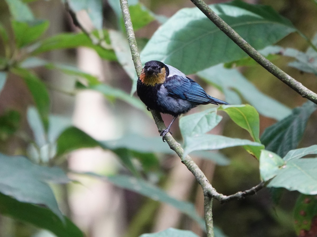 Silvery Tanager - ML647128913