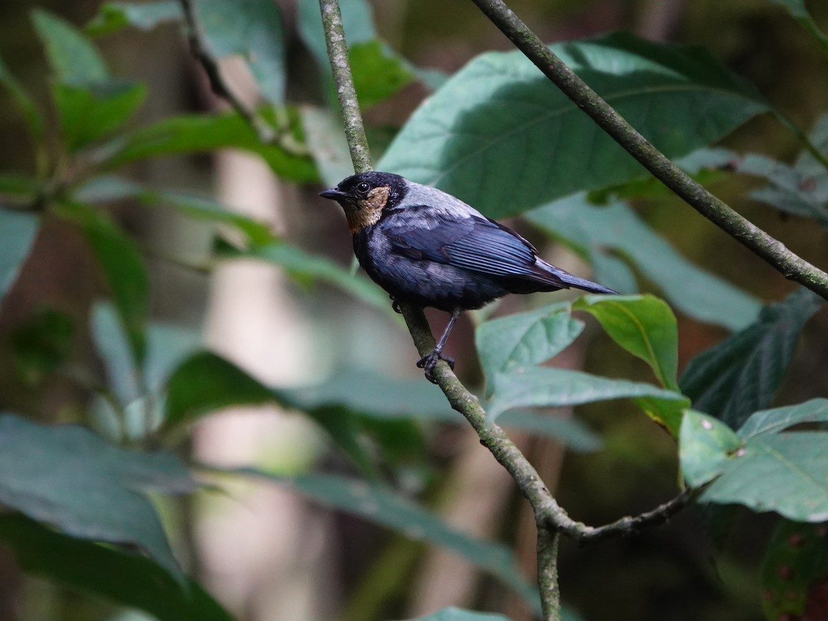 Silvery Tanager - ML647128914
