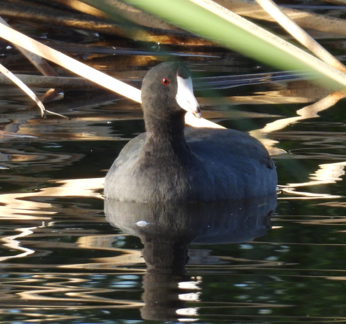 Лиска американська - ML647128916