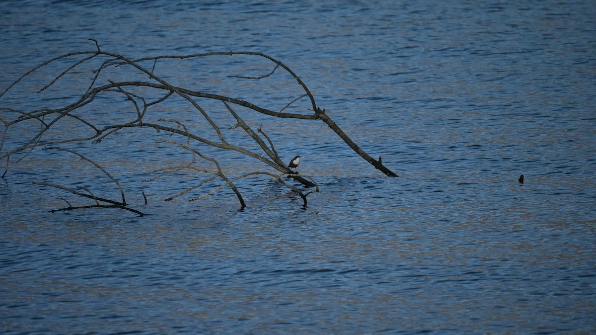 White-throated Dipper - ML647128918