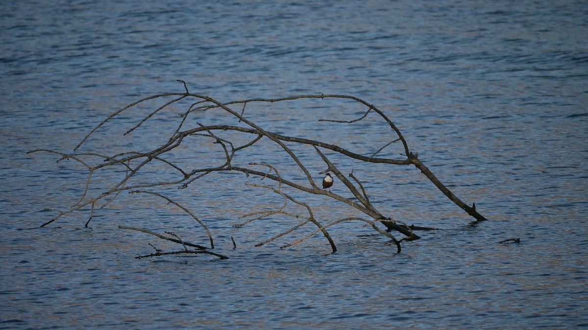 White-throated Dipper - ML647128919