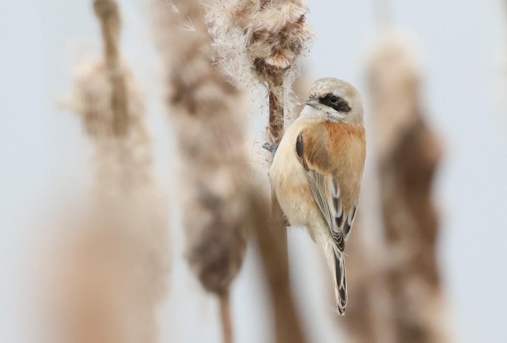 Pájaro Moscón Europeo - ML647128923