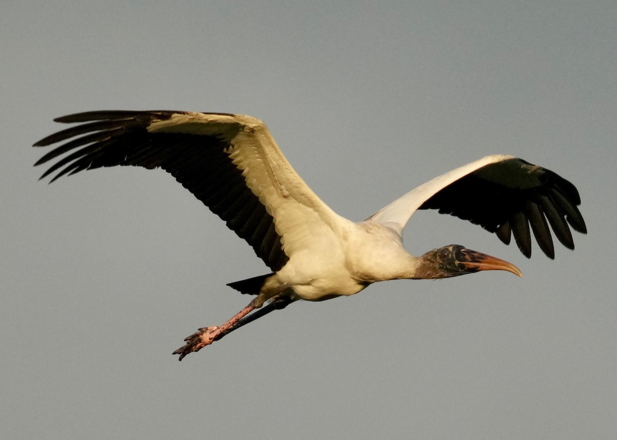 Міктерія - ML647128924