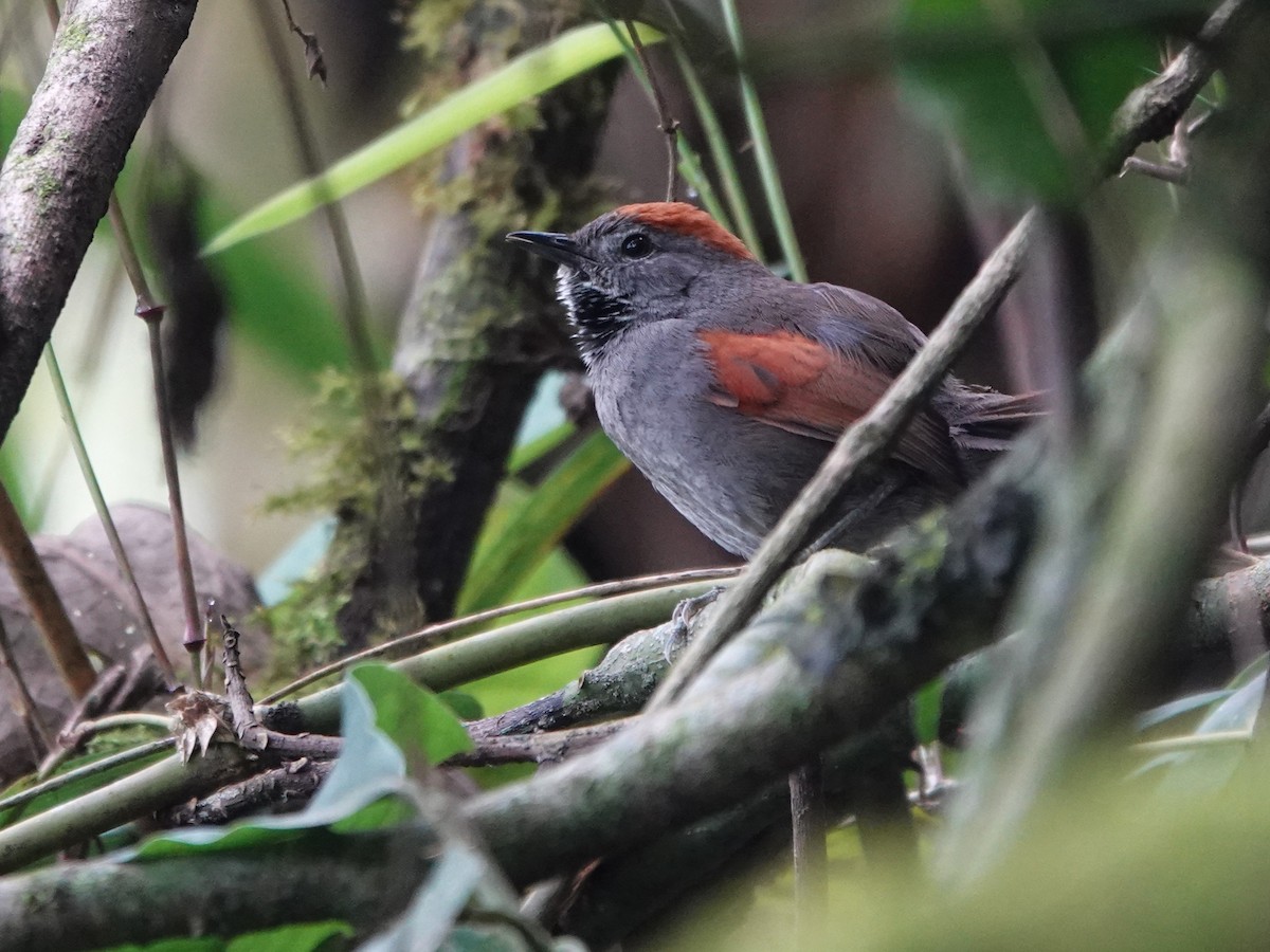 Azara's Spinetail - ML647128926