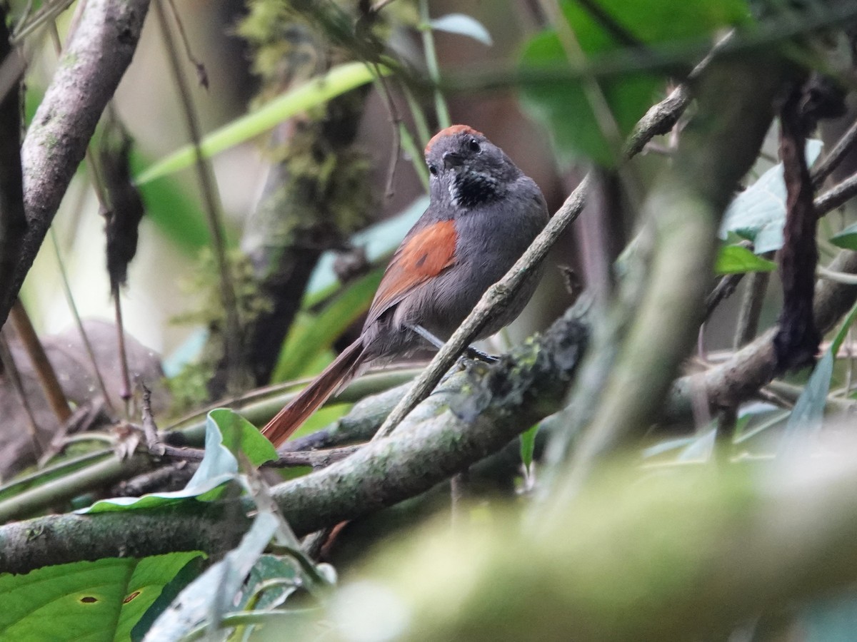 Azara's Spinetail - ML647128927