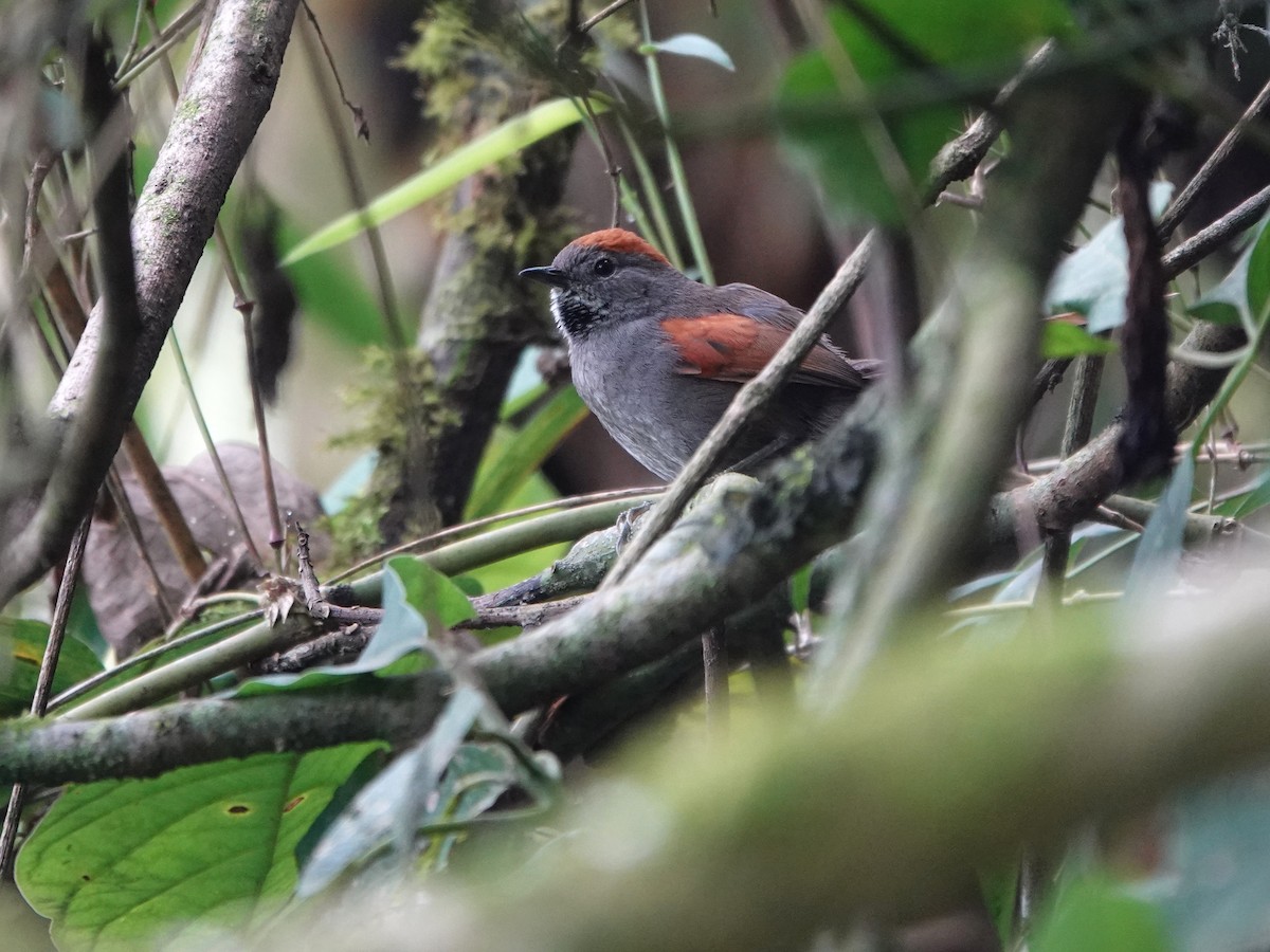 Azara's Spinetail - ML647128928