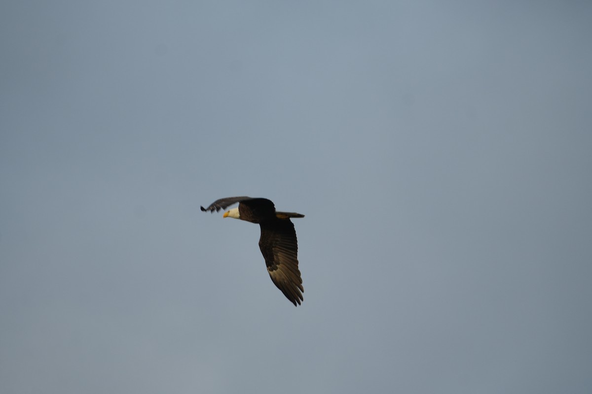 Орлан білоголовий - ML647128929