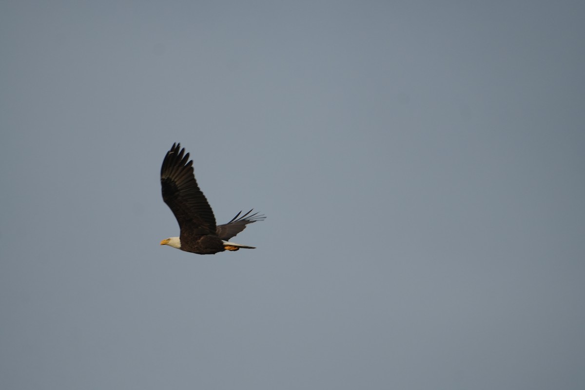 Орлан білоголовий - ML647128930