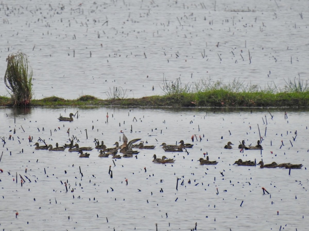 Чирянка велика - ML647128932