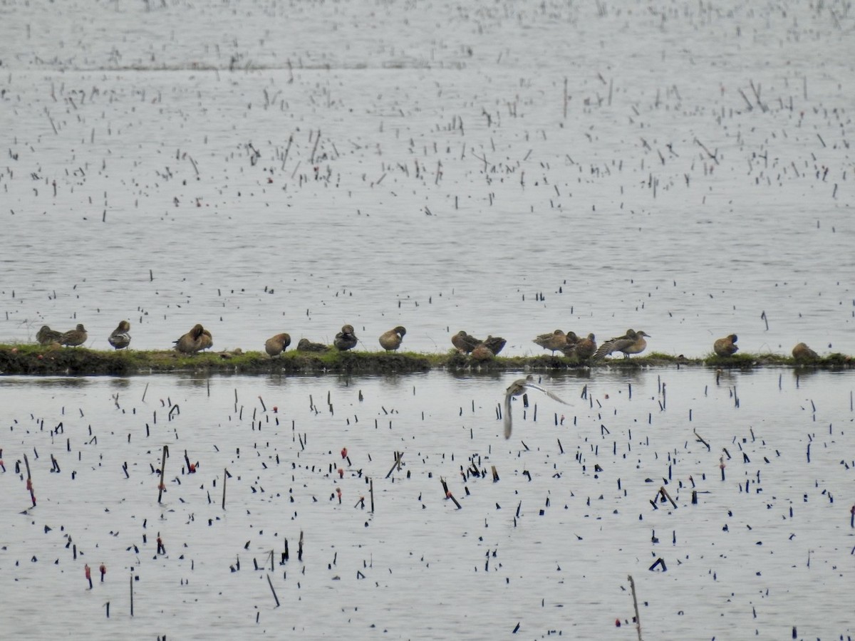 Cerceta Carretona - ML647128933