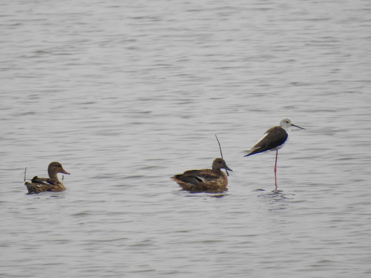 Чирянка велика - ML647128934