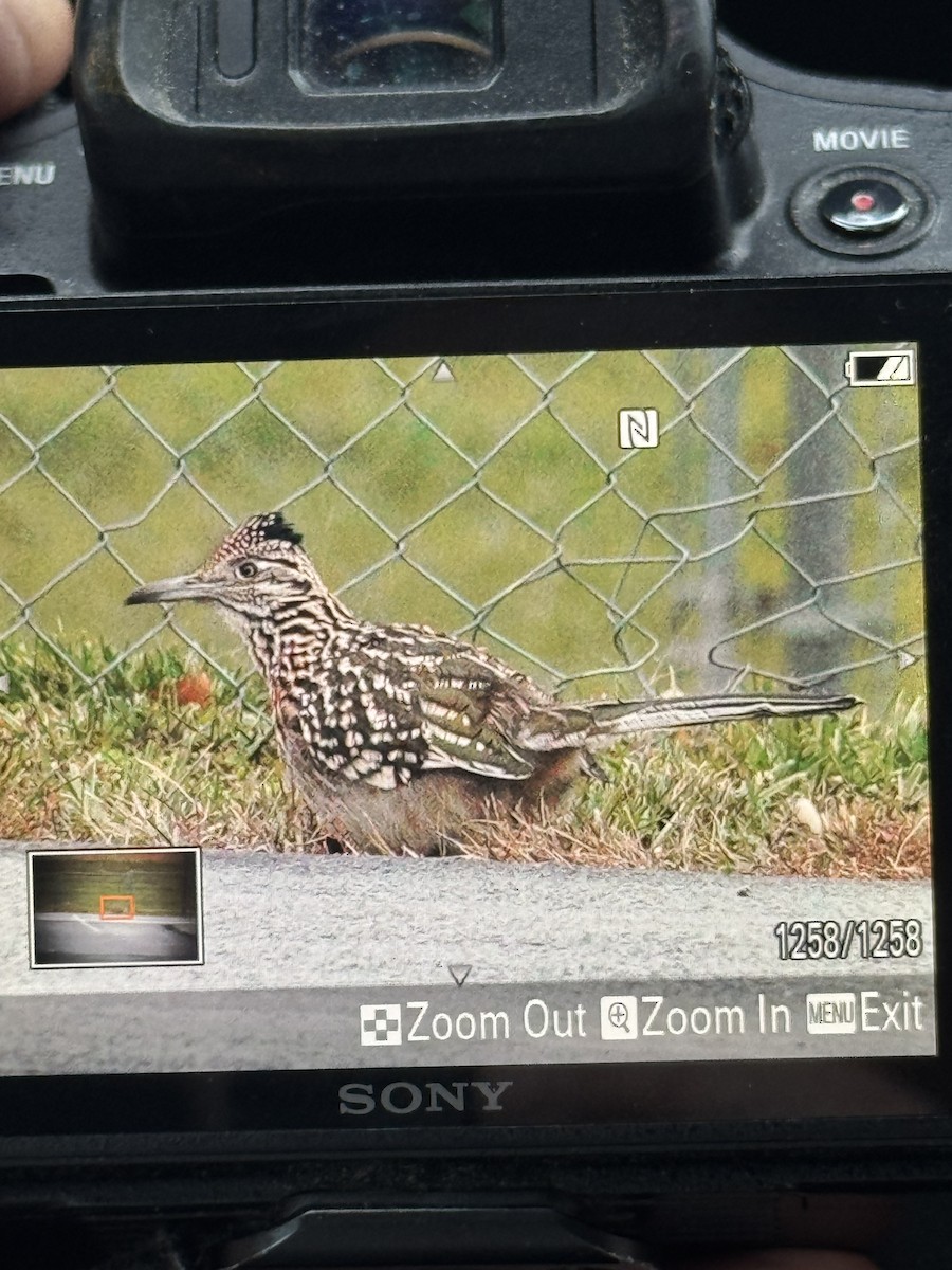 Correcaminos Grande - ML647128938