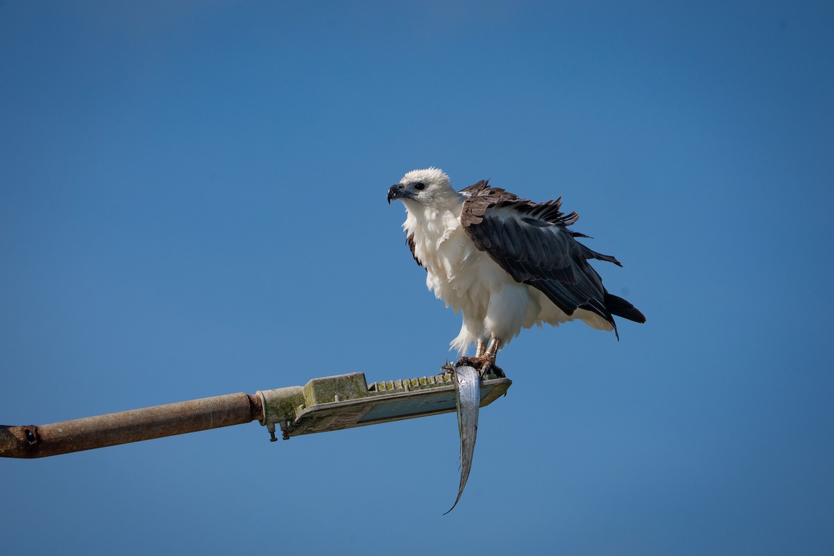 Pigargo Oriental - ML647128948