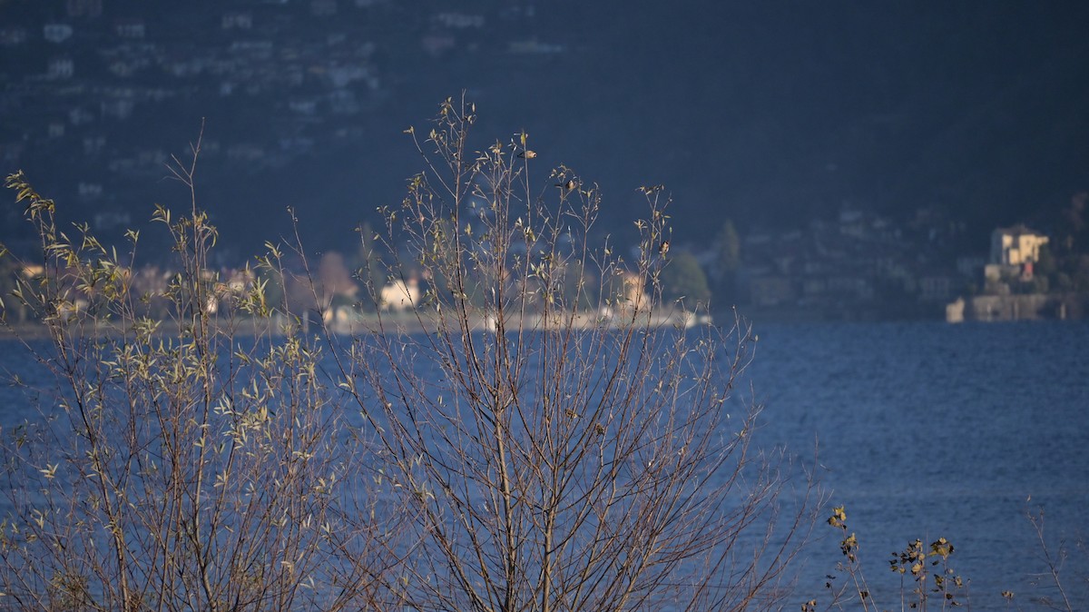 Jilguero Europeo - ML647128950