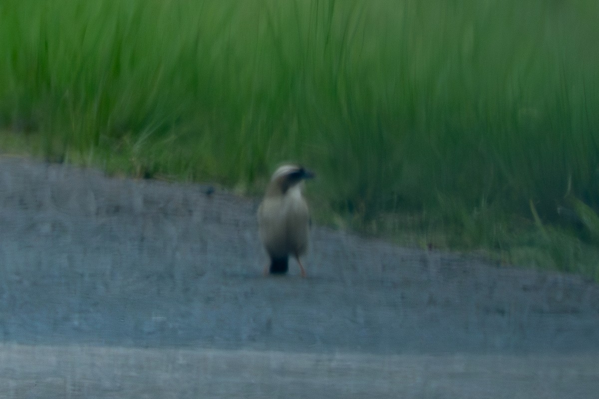 Tejedor Gorrión Cejiblanco - ML647128951