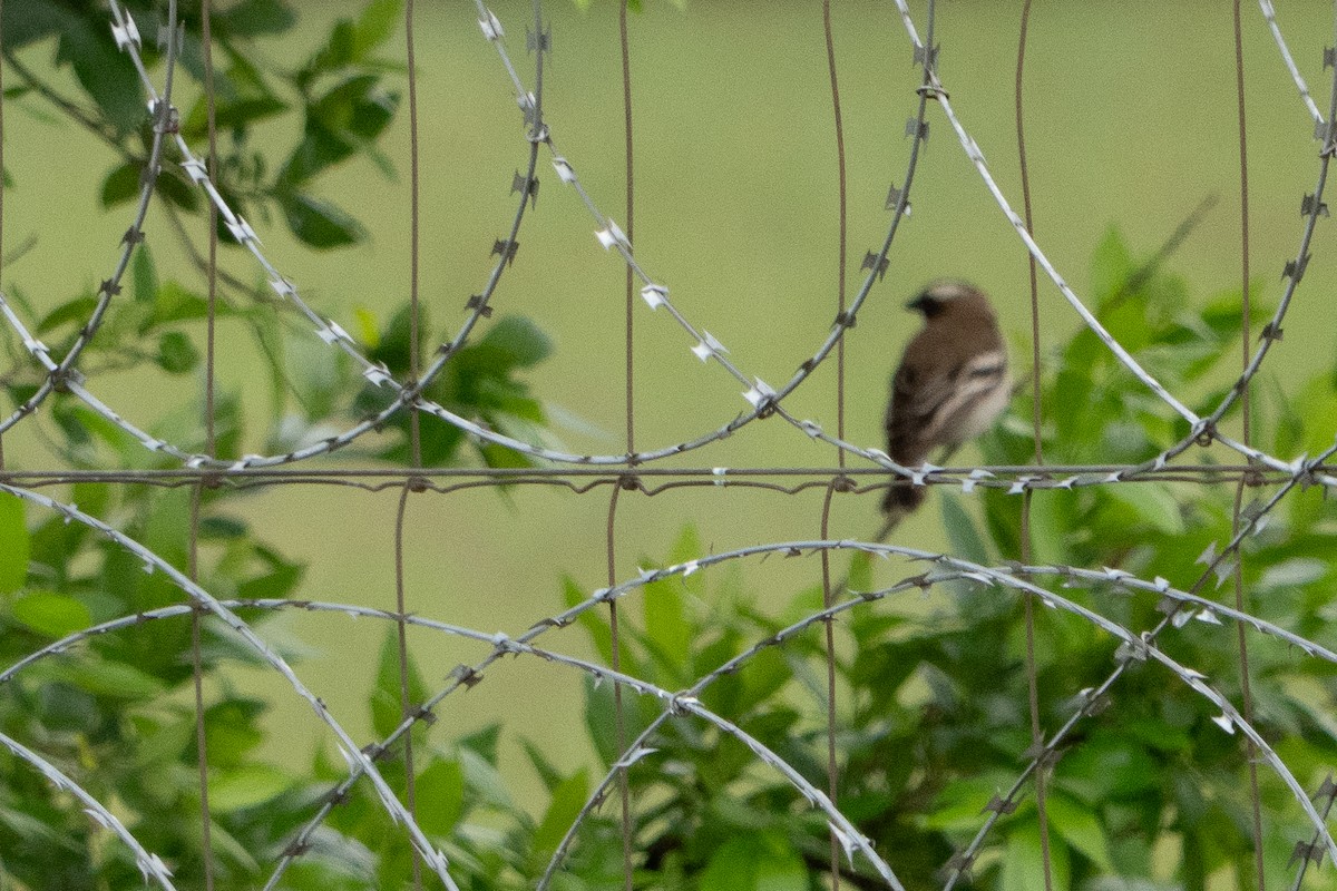 Tejedor Gorrión Cejiblanco - ML647128952