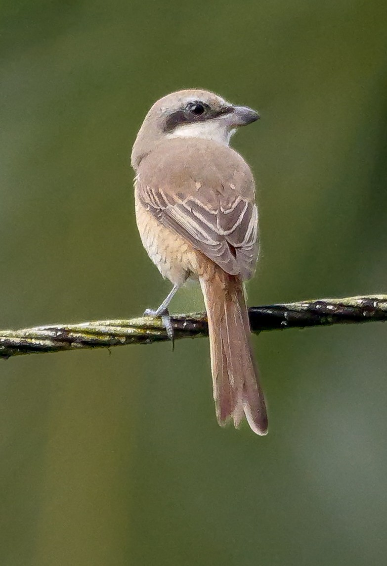 Alcaudón Pardo - ML647128953