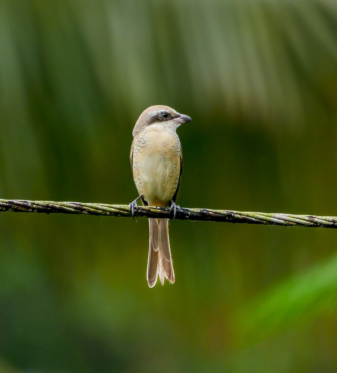 Alcaudón Pardo - ML647128954