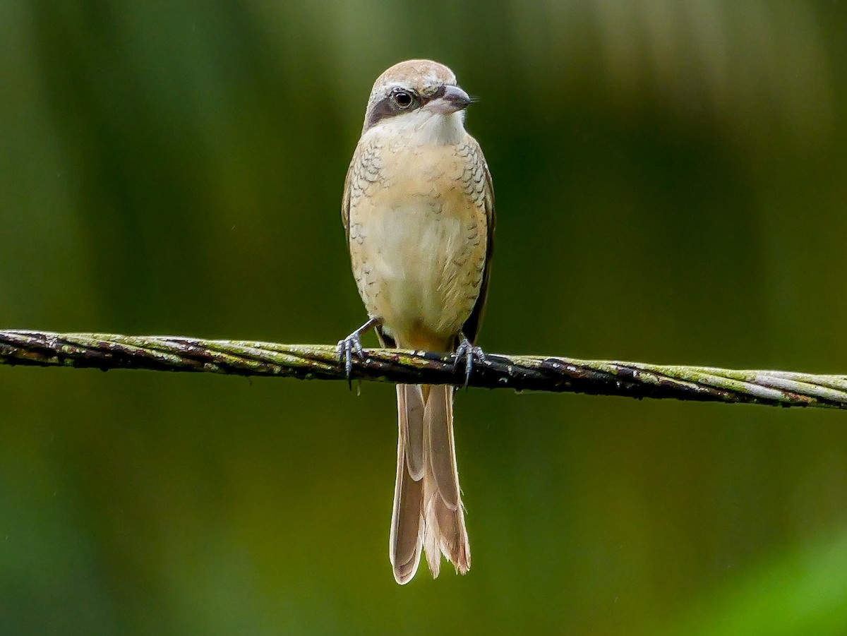 Alcaudón Pardo - ML647128955