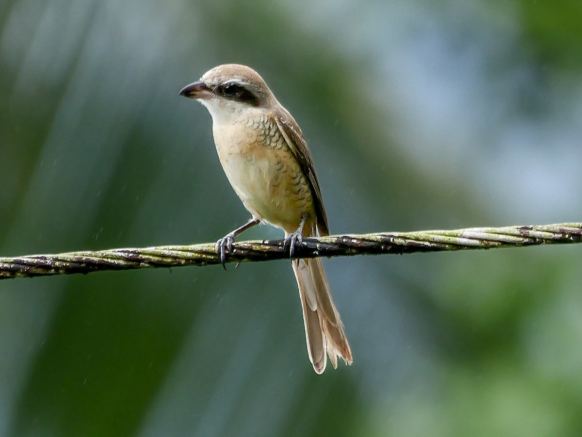 Alcaudón Pardo - ML647128956