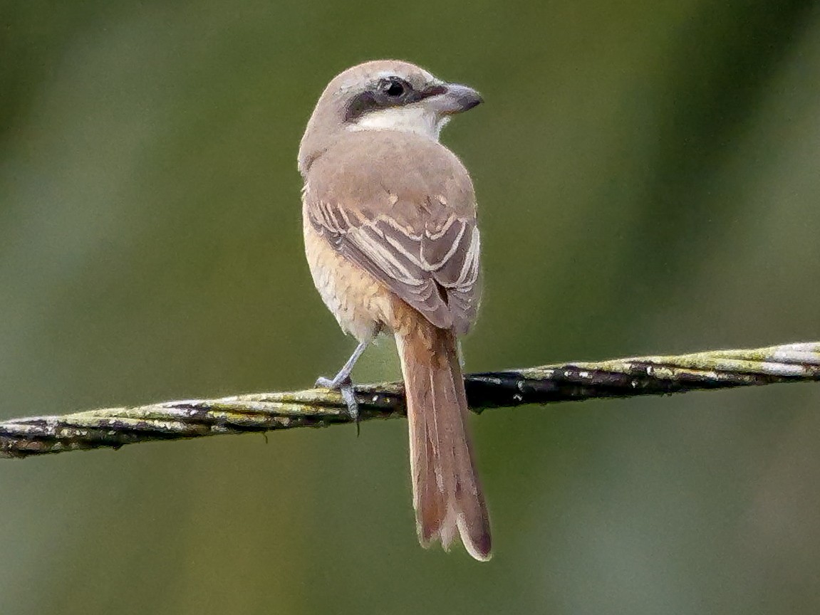 Alcaudón Pardo - ML647128957