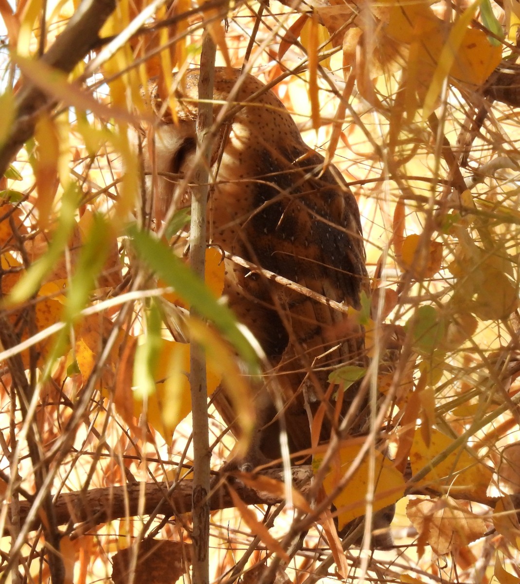 Lechuza Común Americana - ML647128958