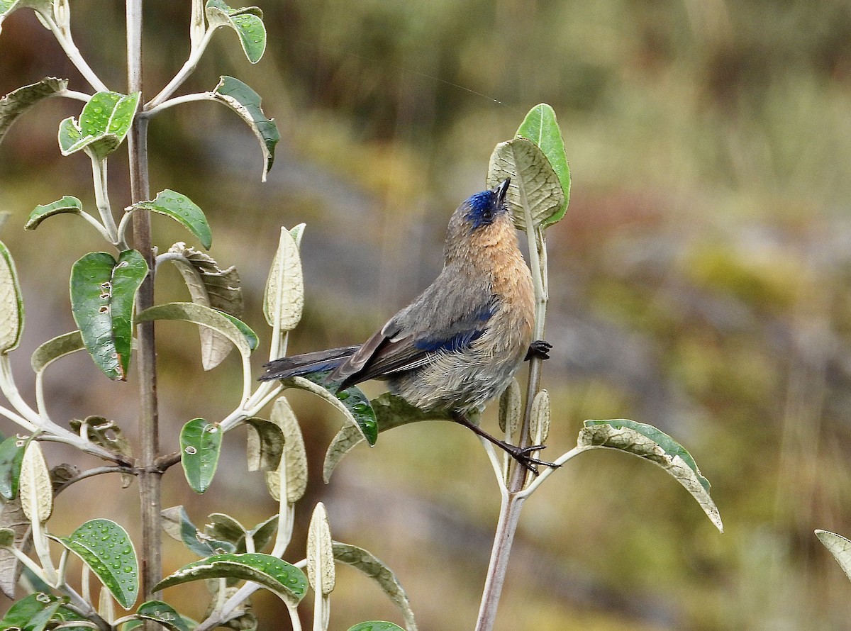 Dacnis Andino - ML647128959