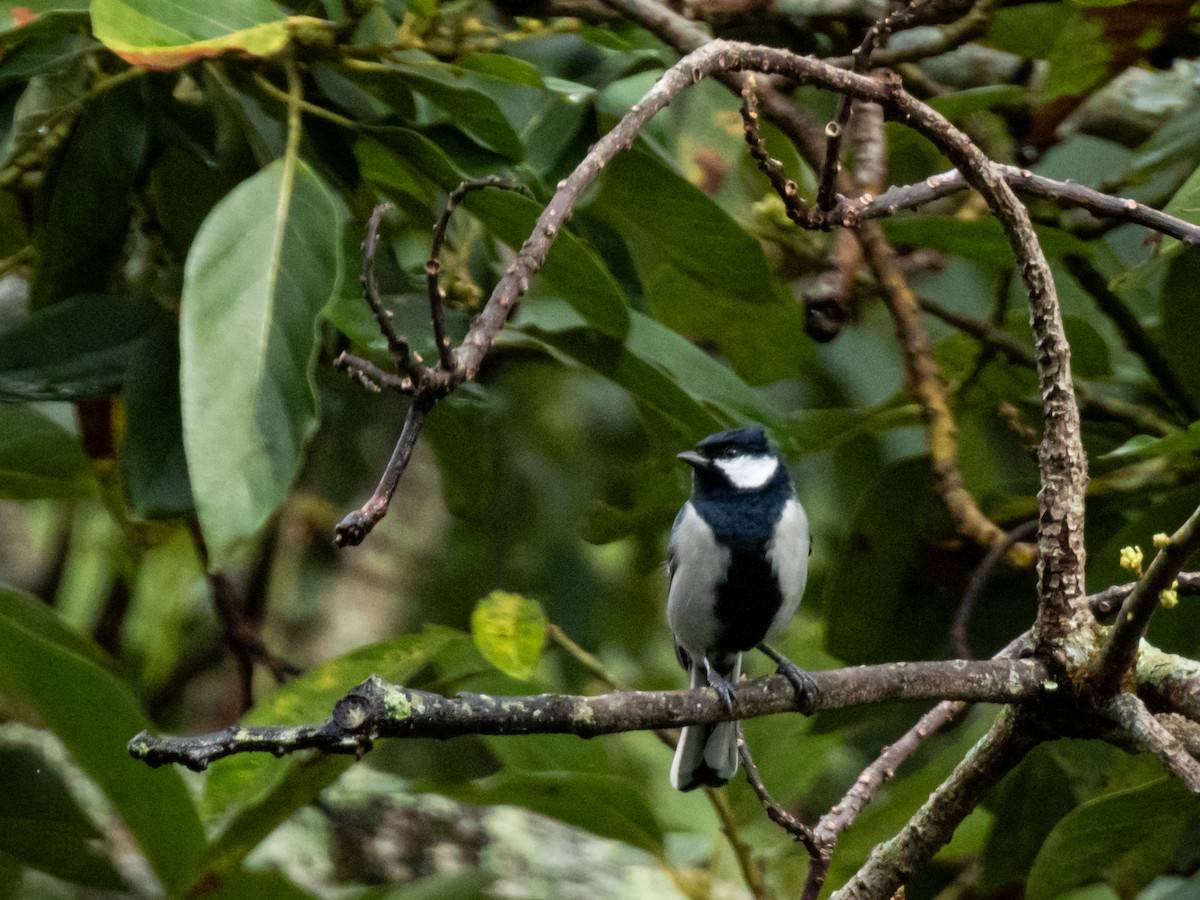 Carbonero Oriental (India) - ML647128961